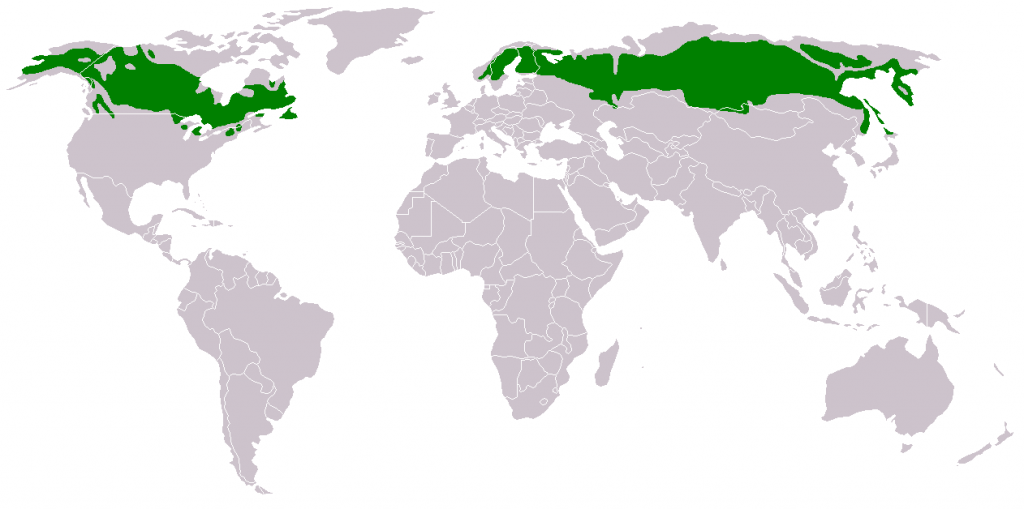 Distribución territorial de la taiga