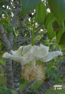 La flor del Baobab abierta. vista de lado.
