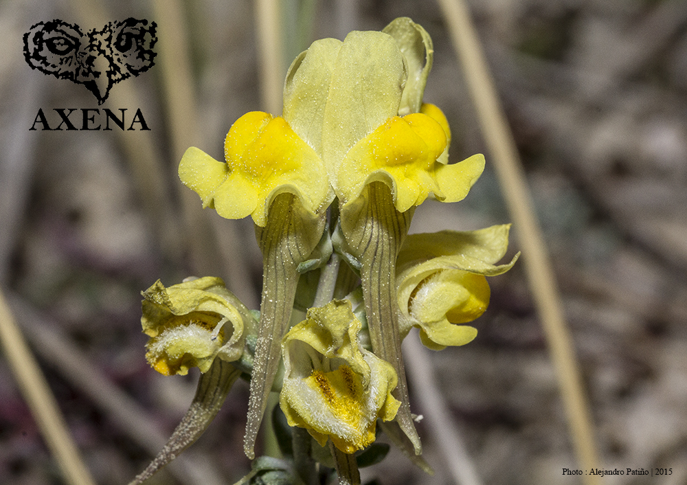 Linaria polygalifolia con corona de color amarillo